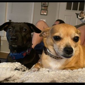 Meet your Posher, Iris